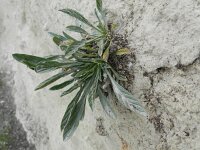 Convolvulus lineatus 4, Saxifraga-Rutger Barendse