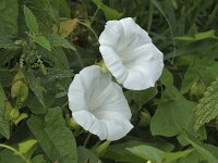 Convolvulus sepium, Hedge Bindweed