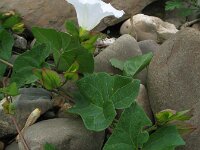 Convolvulus sepium 14, Haagwinde, Saxifraga-Rutger Barendse