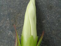 Convolvulus sepium 15, Haagwinde, Saxifraga-Rutger Barendse