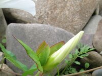 Convolvulus sepium 16, Haagwinde, Saxifraga-Rutger Barendse