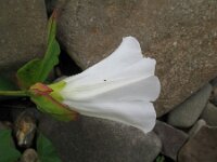 Convolvulus sepium 17, Haagwinde, Saxifraga-Rutger Barendse