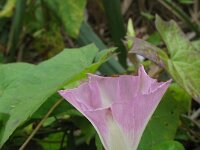 Convolvulus sepium 18, Haagwinde, Saxifraga-Rutger Barendse