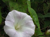 Convolvulus sepium 19, Haagwinde, Saxifraga-Rutger Barendse