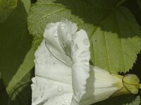 Convolvulus sepium 2, Haagwinde, Saxifraga-Marijke Verhagen