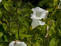 Convolvulus sepium 20, Haagwinde, Saxifraga-Jan van der Straaten