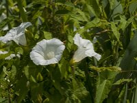 Convolvulus sepium 21, Haagwinde, Saxifraga-Jan van der Straaten