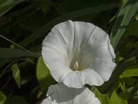 Convolvulus sepium 22, Haagwinde, Saxifraga-Jan van der Straaten