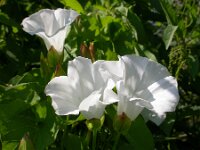 Convolvulus sepium 25, Haagwinde, Saxifraga-Ed Stikvoort