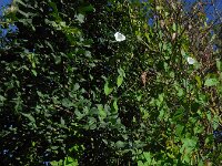 Convolvulus sepium 26, Haagwinde, Saxifraga-Ed Stikvoort