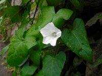 Convolvulus sepium 27, Haagwinde, Saxifraga-Ed Stikvoort