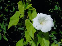 Convolvulus sepium 28, Haagwinde, Saxifraga-Ed Stikvoort