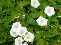 Convolvulus sepium 29, Haagwinde, Saxifraga-Ed Stikvoort