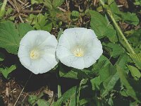 Convolvulus sepium 3, Haagwinde, Saxifraga-Marijke Verhagen