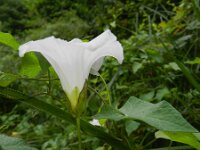 Convolvulus sepium 31, Haagwinde, Saxifraga-Rutger Barendse