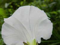 Convolvulus sepium 32, Haagwinde, Saxifraga-Rutger Barendse