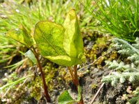 Convolvulus sepium 33, Haagwinde, Saxifraga-Rutger Barendse