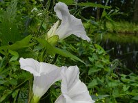 Convolvulus sepium 34, Haagwinde, Saxifraga-Rutger Barendse