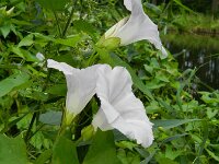 Convolvulus sepium 36, Haagwinde, Saxifraga-Rutger Barendse