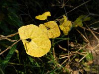 Convolvulus sepium 39, Haagwinde, Saxifraga-Rutger Barendse