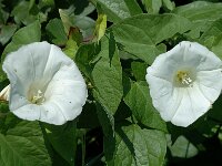 Convolvulus sepium 4, Haagwinde, Saxifraga-Marijke Verhagen