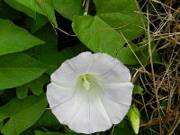 Convolvulus sepium 40, Haagwinde, Saxifraga-Rutger Barendse
