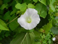 Convolvulus sepium 41, Haagwinde, Saxifraga-Rutger Barendse