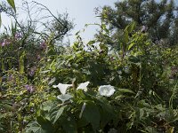 Convolvulus sepium 43, Haagwinde, Saxifraga-Willem van Kruijsbergen