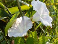 Convolvulus sepium 44, Haagwinde, Saxifraga-Ed Stikvoort