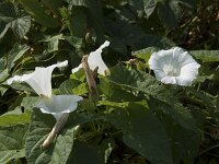 Convolvulus sepium 46, Haagwinde, Saxifraga-Willem van Kruijsbergen