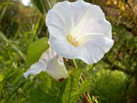 Convolvulus sepium 47, Haagwinde, Saxifraga-Ed Stikvoort