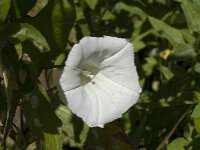 Convolvulus sepium 5, Haagwinde, Saxifraga-Jan van der Straaten