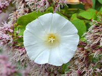 Convolvulus sepium 53, Haagwinde, Saxifraga-Tom Heijnen