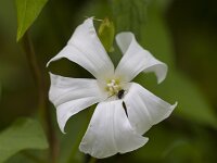 Convolvulus sepium 54, Haagwinde, Saxifraga-Jan Nijendijk