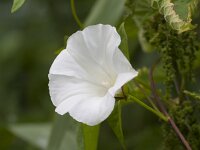 Convolvulus sepium 55, Haagwinde, Saxifraga-Jan Nijendijk