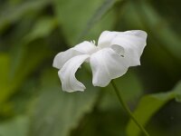 Convolvulus sepium 56, Haagwinde, Saxifraga-Jan Nijendijk