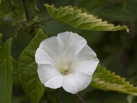 Convolvulus sepium 57, Haagwinde, Saxifraga-Jan Nijendijk