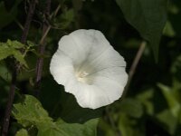 Convolvulus sepium 59, Haagwinde, Saxifraga-Jan van der Straaten