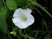 Convolvulus sepium 6, Haagwinde, Saxifraga-Peter Meininger