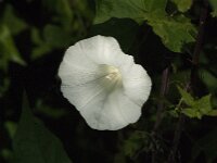 Convolvulus sepium 60, Haagwinde, Saxifraga-Jan van der Straaten