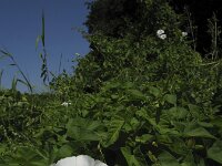 Convolvulus sepium 7, Haagwinde, Saxifraga-Rob Felix : Plantae, Plants, Project Natuurbalans, planten