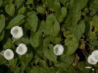 Convolvulus sepium 8, Haagwinde, Saxifraga-Jan van der Straaten