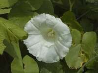 Convolvulus sepium 9, Haagwinde, Saxifraga-Marijke Verhagen