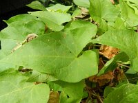 Convolvulus silvatica 2, Gestreepte winde, Saxifraga-Rutger Barendse