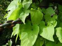 Convolvulus silvatica 3, Gestreepte winde, Saxifraga-Rutger Barendse