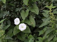 Convolvulus silvaticus