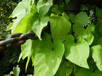 Convolvulus silvaticus 3, Gestreepte winde, Saxifraga-Rutger Barendse