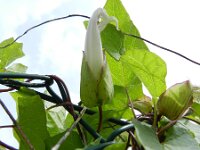 Convolvulus silvaticus 4, Gestreepte winde, Saxifraga-Rutger Barendse