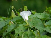 Convolvulus silvaticus 5, Gestreepte winde, Saxifraga-Rutger Barendse