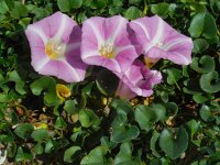 Convolvulus soldanella 10, Zeewinde, Saxifraga-Ed Stikvoort
